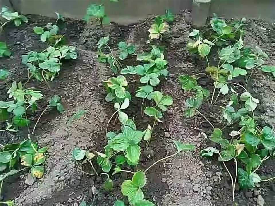 Можно ли в конце августа пересаживать клубнику. Когда пересаживать клубнику. при каких градусах можно пересаживать клубнику.