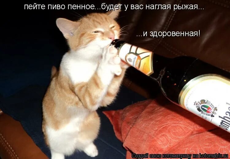 Я пошла попить. Кот с пивом. Кот с выпивкой. Котик пьет пиво. Кот лакает пиво.