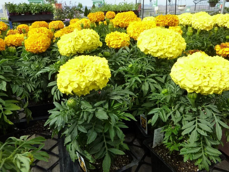 Бархатцы (Tagetes erecta). Бархатцы Тагетес прямостоячий. Бархатцы прямостоячие Антигуа. Бархатцы Антигуа Йеллоу. Чем отличаются бархатцы прямостоячие от отклоненных