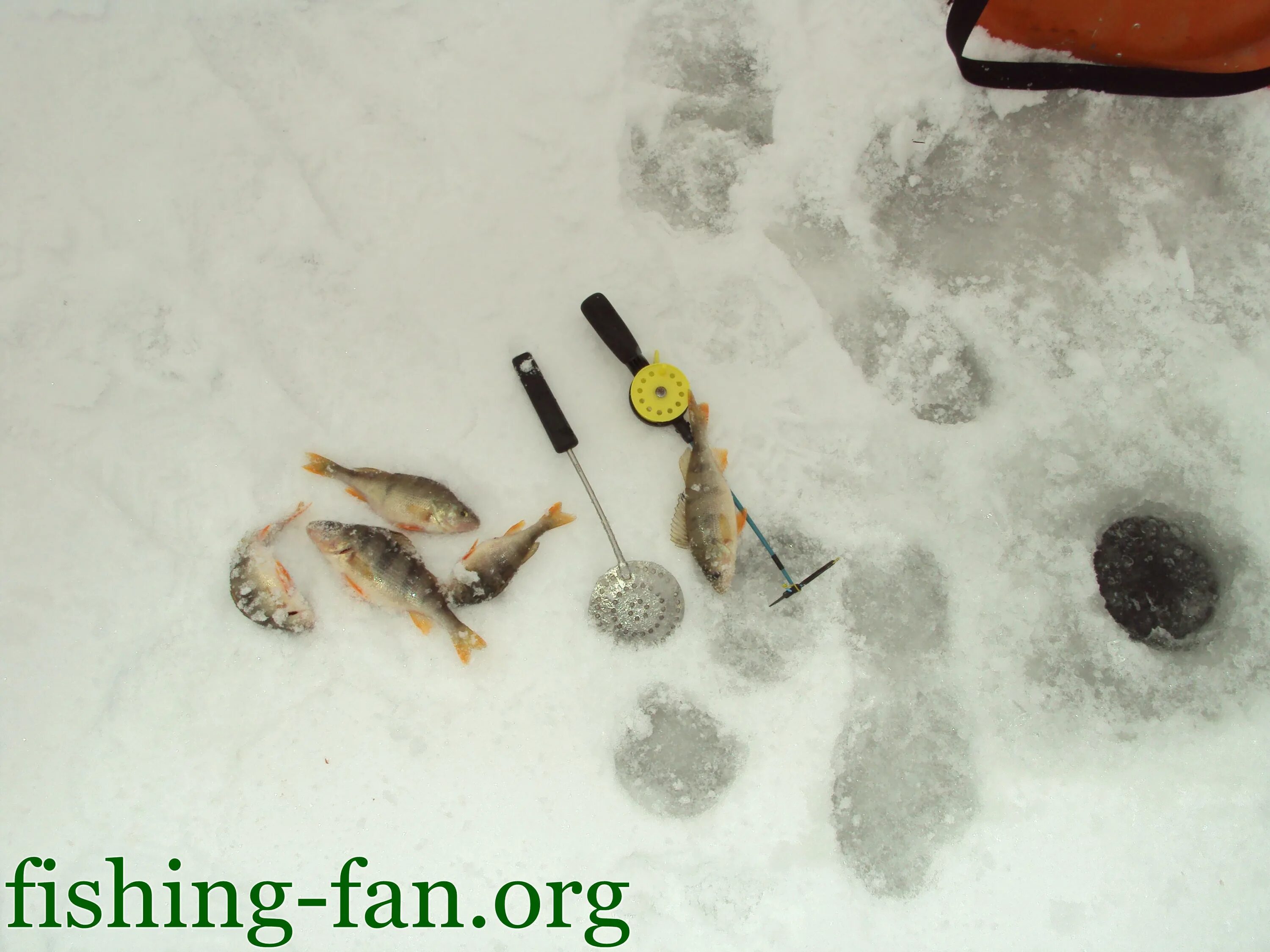 ловля окуня зимой на мотыля