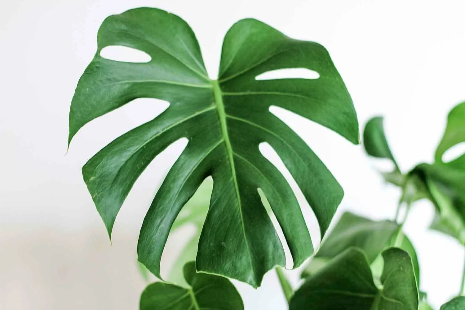 Монстера Делициоза (Monstera deliciosa). Филодендрон монстера.