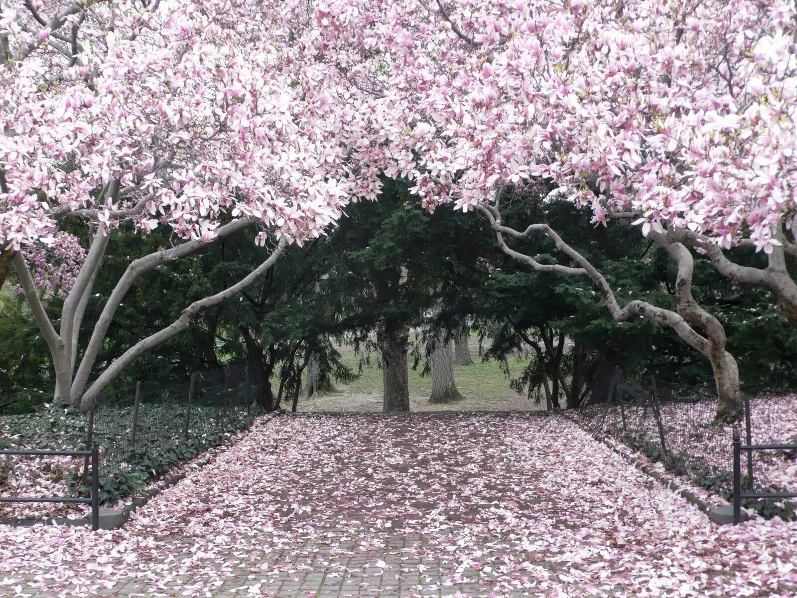 Spring central