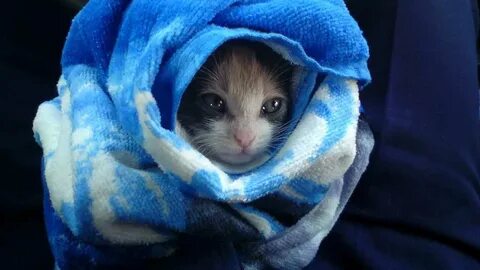 Котик в одеяле