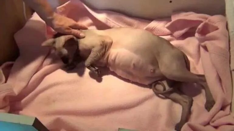 Через сколько коты отходят после. Через сколько коты отходят после