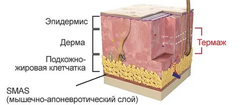 Мышечные волокна слой кожи