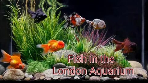 Золотые рыбки водоросли