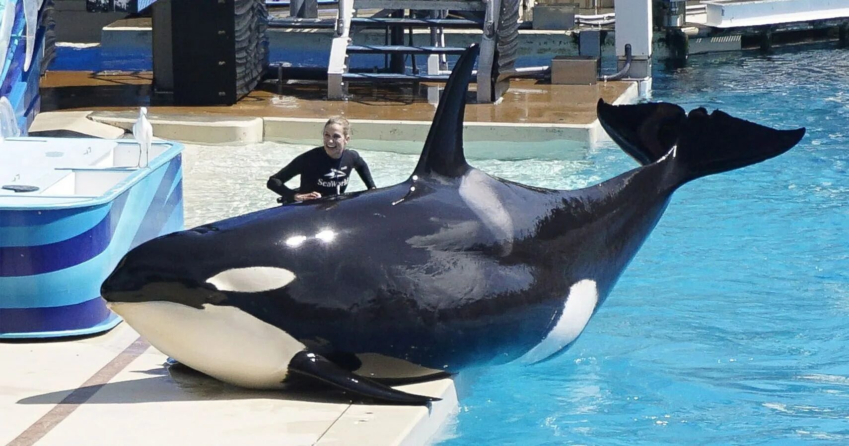 Seaworld касатки. Касатка и дельфин. Seaworld касатки. Касатка и дельфин. Касатка и дельфин.