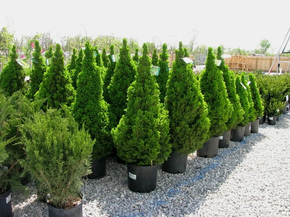 питомник туй