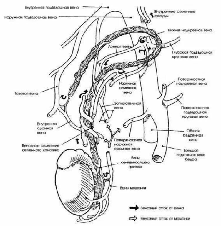 Анатомия яичек кровоснабжение иннервация. Кровоснабжение яичка схема. Иннервация яичка схема. Артерии яичка