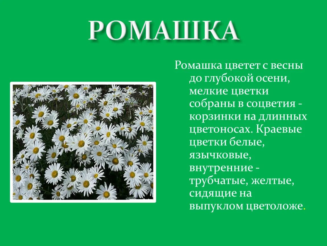 Текст описание ромашки 3 класс. Описание ромашки. Рассказ о ромашке. Ромашка для презентации. Интересное про ромашку.