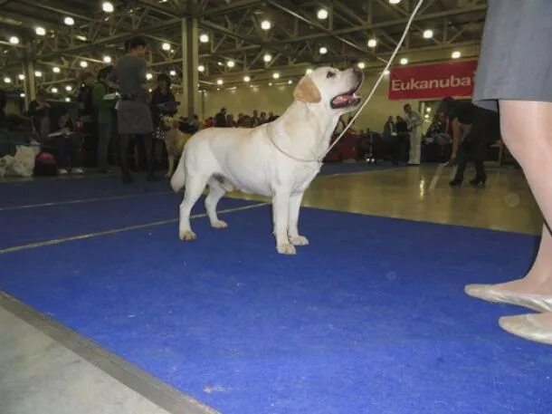 На выставке собак. Выставки собак в Челябинске. Большие собаки с выставки. Порядок проведения выставки собак.