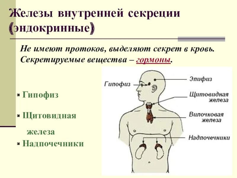 Эндокринная система железы и гормоны. Функции эндокринная система железы внутренней секреции. Функции эндокринных желез гипофиз. Особенности желёз внутренней секреции.