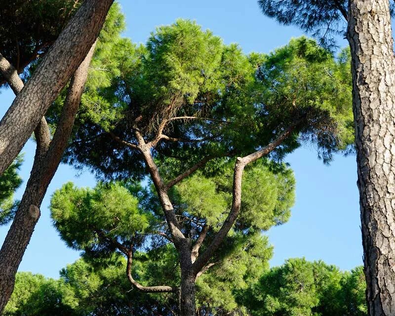 Пиния это. Пиния (Pinus pinea). Сосна итальянская Пиния. Сосна Пиния Pinus pinea штамб. Кедр в Испании.