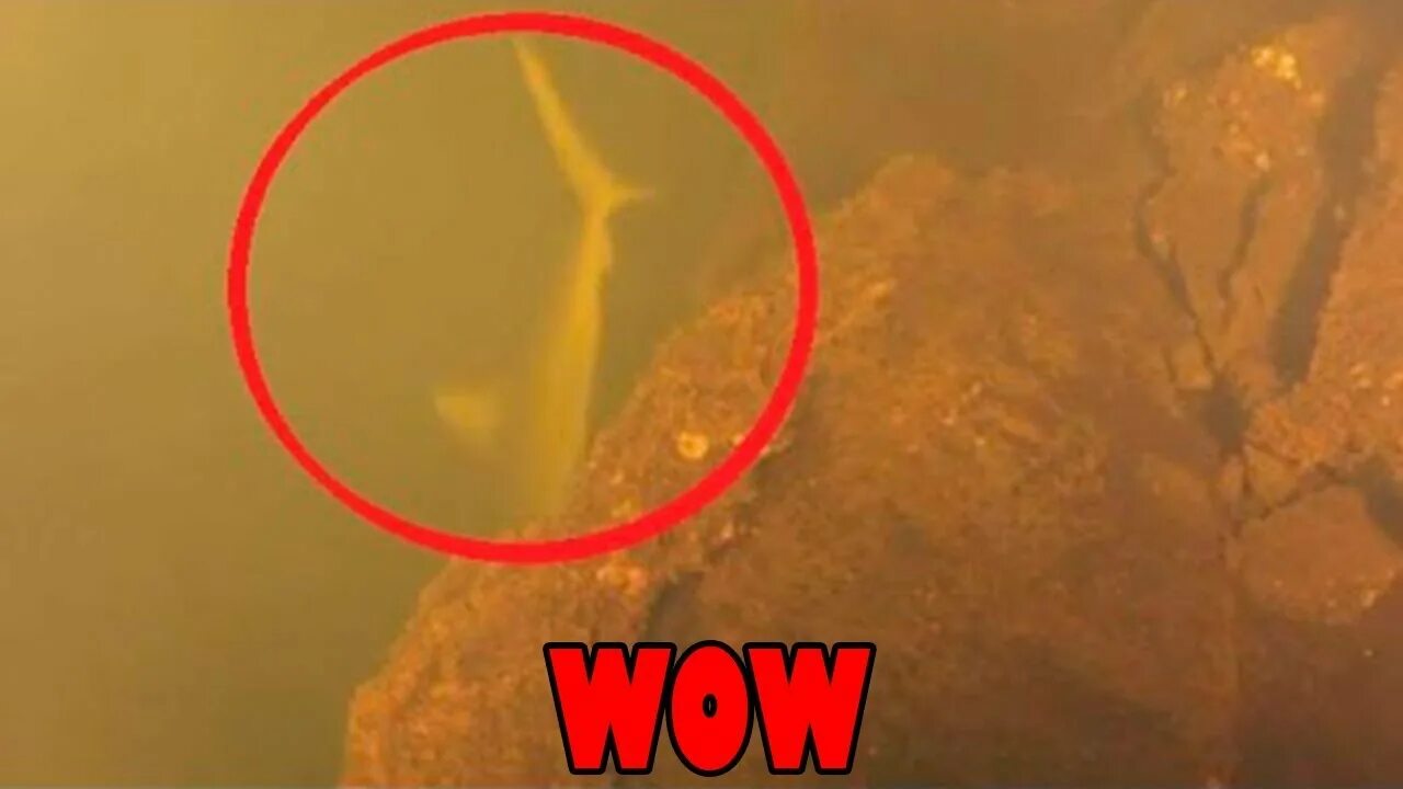 Акула молот. Акула в аквариуме. Акулы в вулкане. Вулканические акулы. Акулы в вулкане.