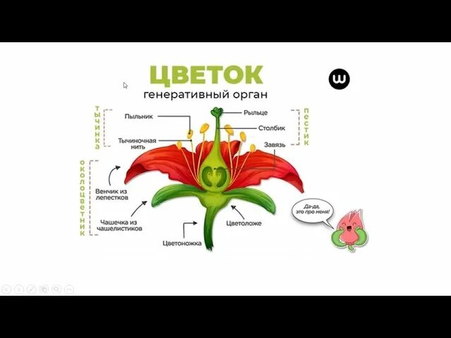 Егэ генеративные органы. Строение цветка ЕГЭ. Цветок генеративный орган ЕГЭ. Строение цветка ЕГЭ биология. Цветок ЕГЭ биология.