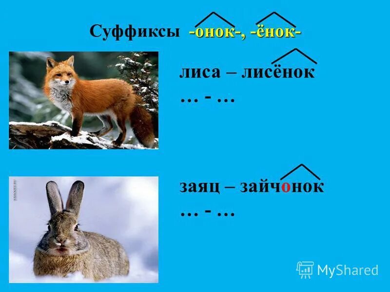 Зайчик суффикс. Ёнок. Правописание суффиксов Онок ёнок. Суффикс ёнок. Зайцев суффикс слова