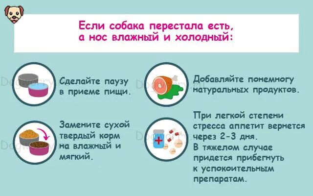 Почему собака перестала есть. Что делать если собака ничего не ест. что делать если собака не хочет есть еду. что делать если собака перестала есть. что делать если собака не хочет есть.