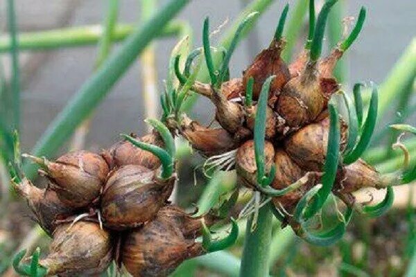 Шагающий лук. Лук многоярусный Allium proliferum. Лук многоярусный Ликова. Лук Египетский многоярусный.