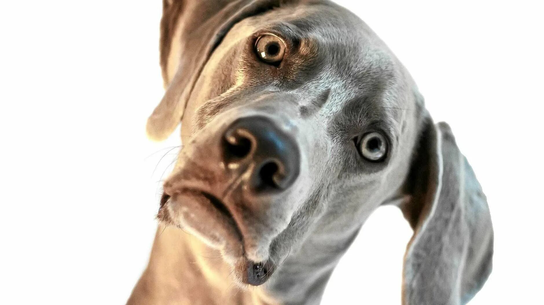 собака удивлена видео. собака удивлена видео. алло, бульдожка. попробуй не засмеяться смешные животные. собака с удивленными глазами.