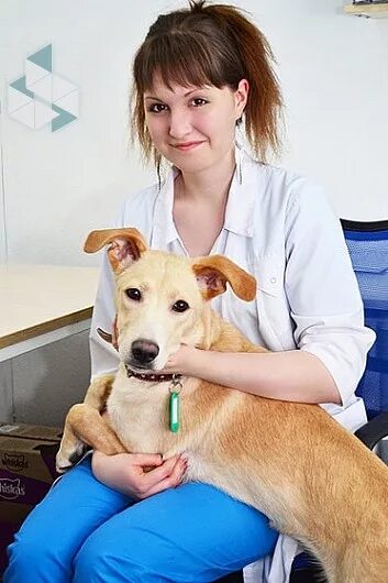 Айс клиник. Клиника айс. айс новосибирск ветклиника. клиника айс юридическое лицо.
