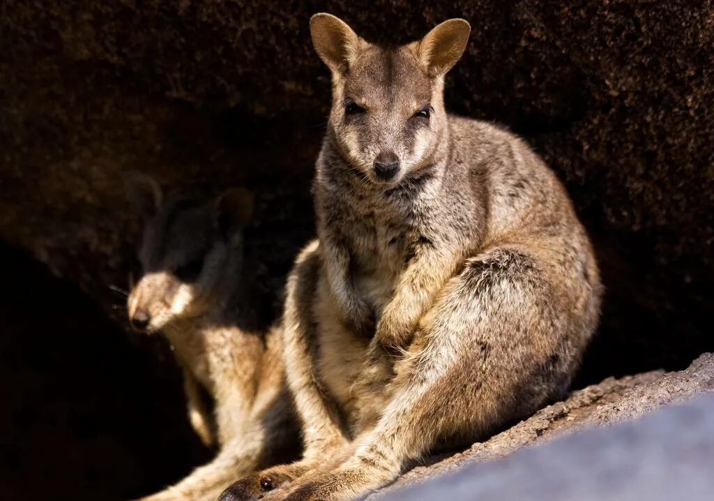 Эндемики австралии презентация. Какое животное является эндемиком австралии. Тасманийский дьявол место обитания. Эндемики австралии - кенгуру кенгуру. Сумчатый дьявол сообщение.