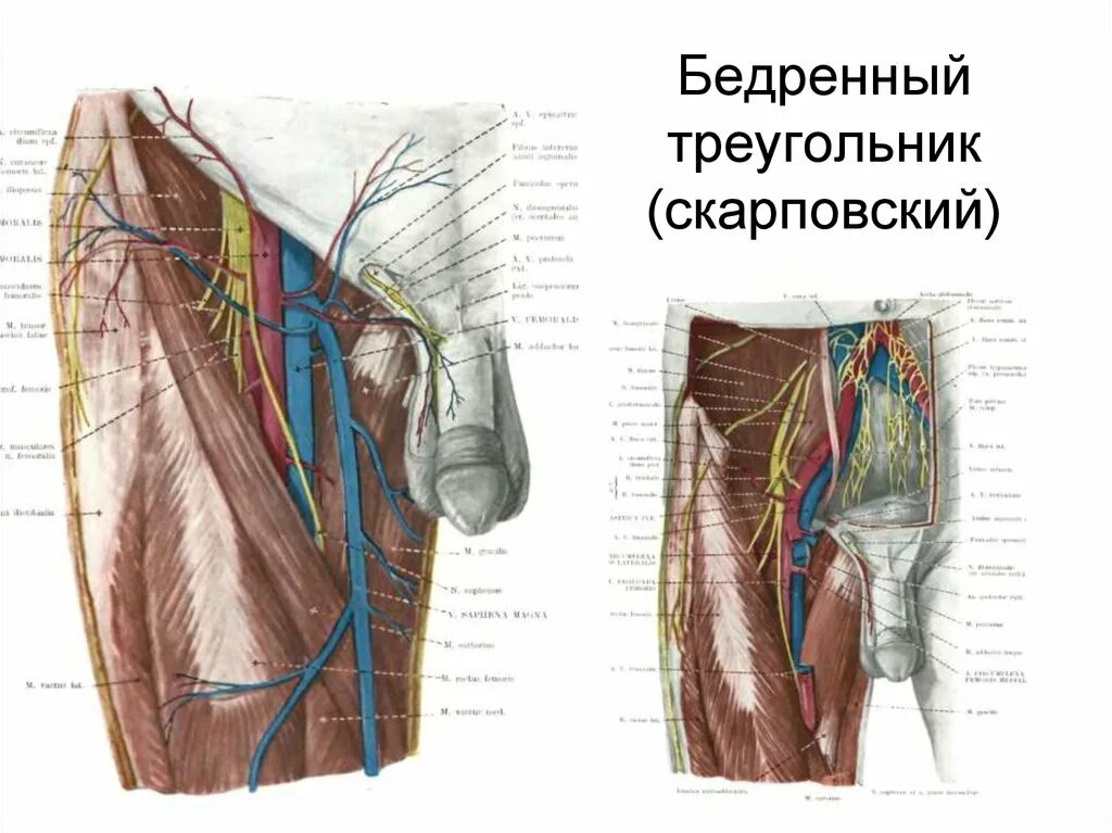 Гунтеров канал. Бедренный треугольник анатомия. Бедренный канал анатомия топография. Бедренная Вена анатомия. Бедренный треугольник Скарпа.