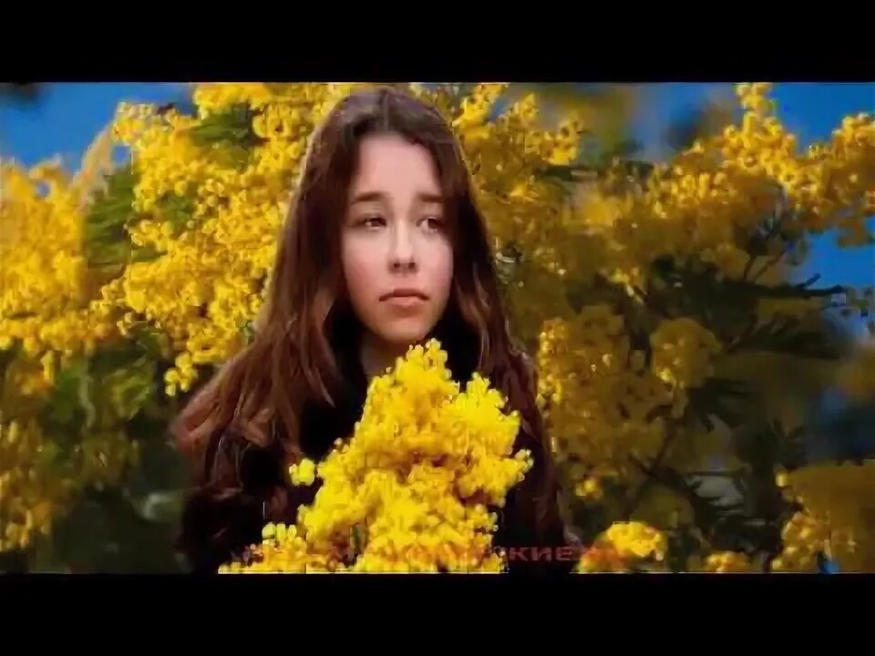 Кружит голову мимоза я приду опять слушать. Мимоза песня слушать. Perris mimosa tanneron 50мл. Песня кружит голову мимоза. Букет мимозы.
