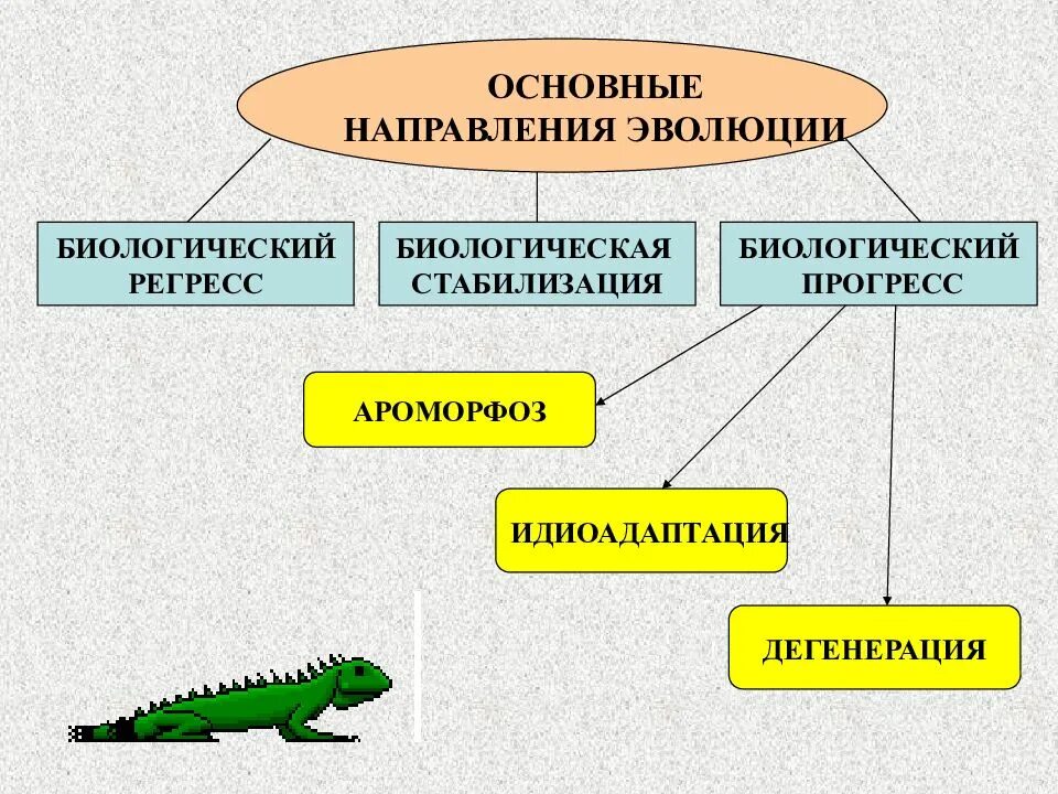 Основные направления эволюции. Основные направления эволюции биологический регресс. Прогресс регресс идиоадаптация. Ароморфоз идиоадаптация дегенерация.