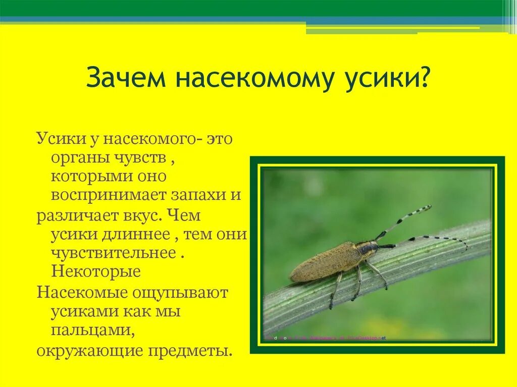 Зачем насекомым