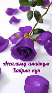 Желіде ешкім порно көрмейді