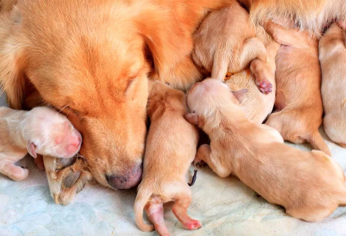 Как рождаются щенки. Новорожденные щенки. Щенки с мамой. Щенок но. Новорождённые щенки с мамой.