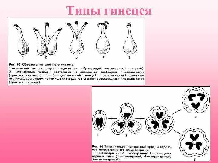 Гинецей вконтакте. Гинецей монокарпный апокарпный ценокарпный. Строение пестика и типы гинецея. Основные типы гинецея строение. Типы ценокарпного гинецея.