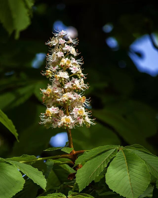 каштан медоносное дерево. конский каштан весной. кто поёт песню каштаны. цветение каштанов в калининграде. каштан сочи дерево.