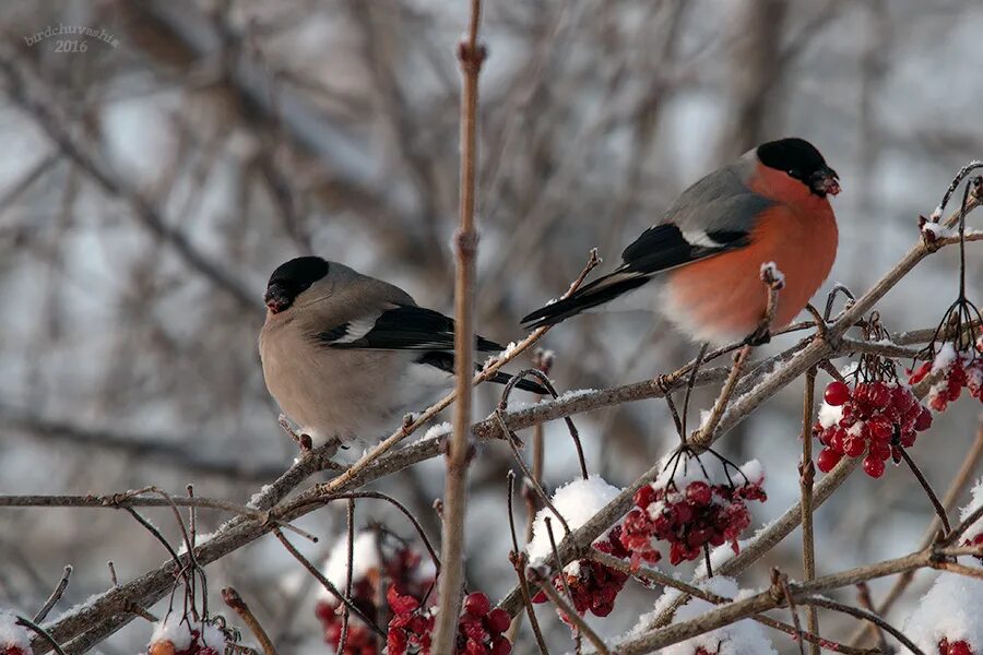 Стайка снегирей. Снегири зимой. Красноголовый снегирь. Снегири зимой. Снегири на рябине.