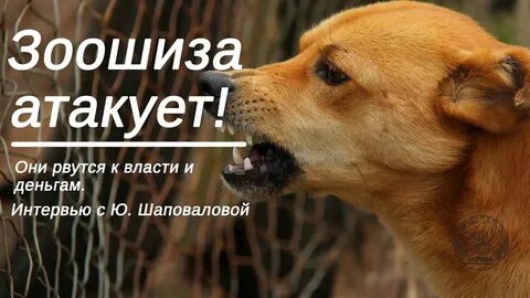 Зоошиза