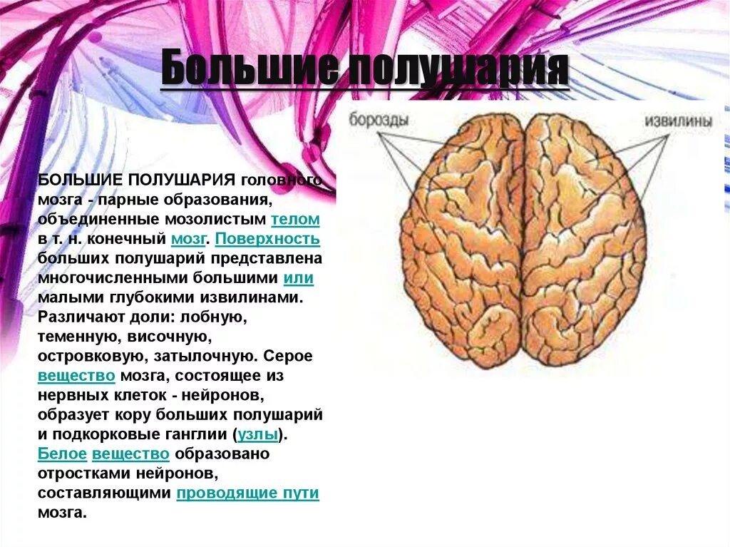 Большие полушария функции таблица. Функции структур больших полушарий. Большие полушария головного мозга. Функции большого полушария головного мозга. Строение большого полушария головного мозга.