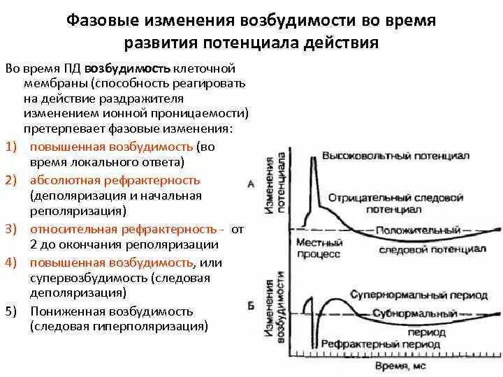 Фазы изменения возбудимости мышцы. Фазовые изменения возбудимости при возбуждении. график потенциала действия. фазы потенциала действия физиология график. пд физиология.
