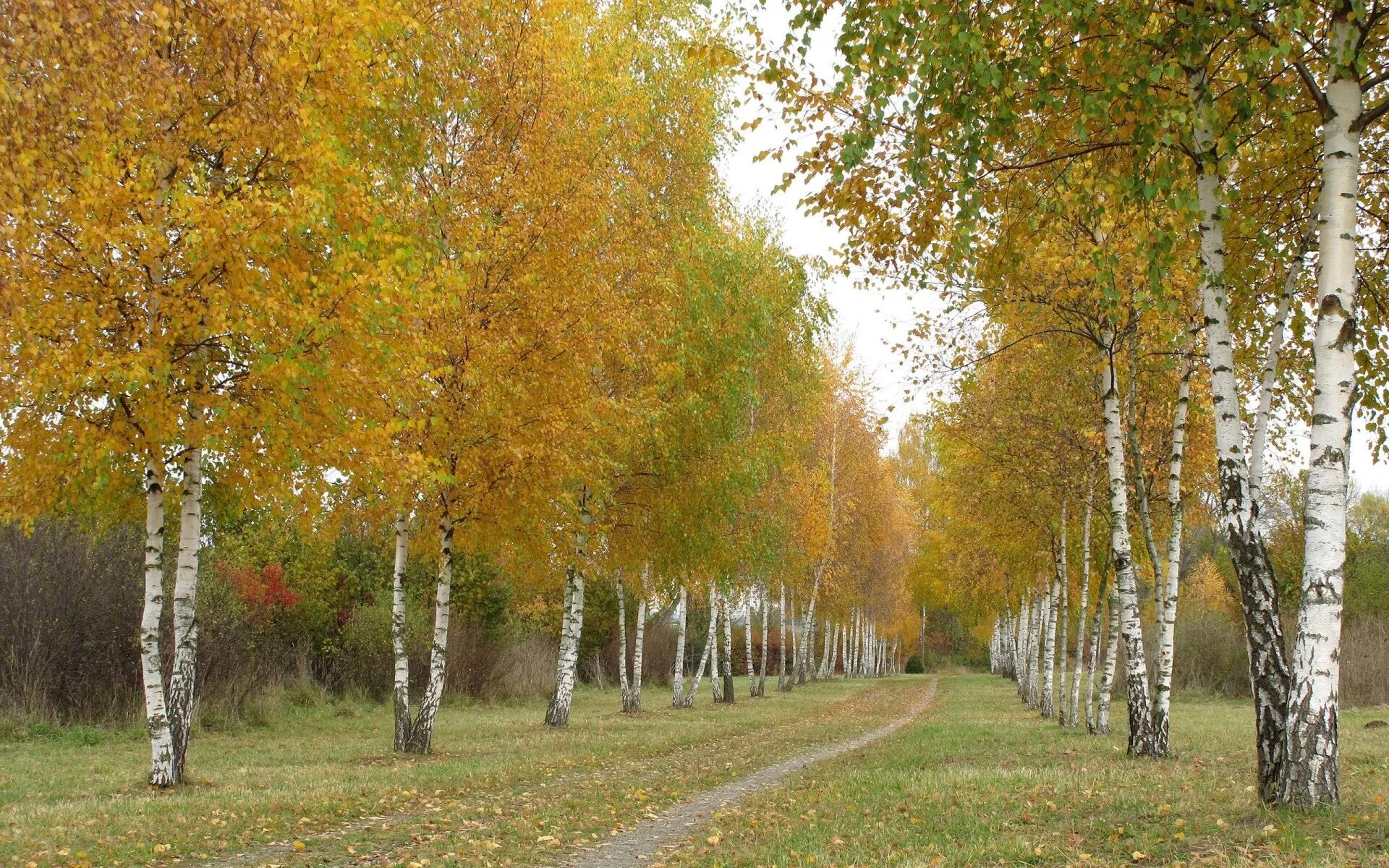 Осеннее дерево береза. Березовая роща осенью. Ранняя осень березы. Береза ранней осенью. Березки октябрьский