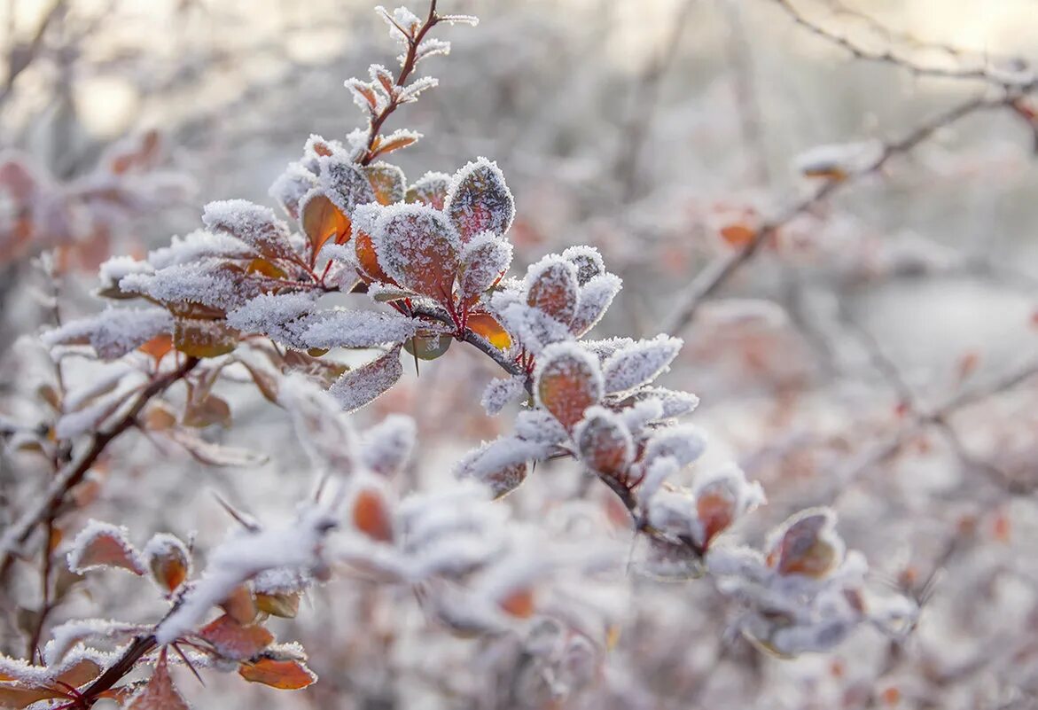 Поздняя осень. Перед наступлением зимы. Перед наступлением зимы. Встреча осени и зимы. Ранняя зима.