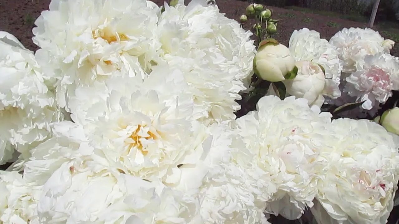 Пион боул оф крим фото Bowl of cream peony. Боул оф крим пион YouTube
