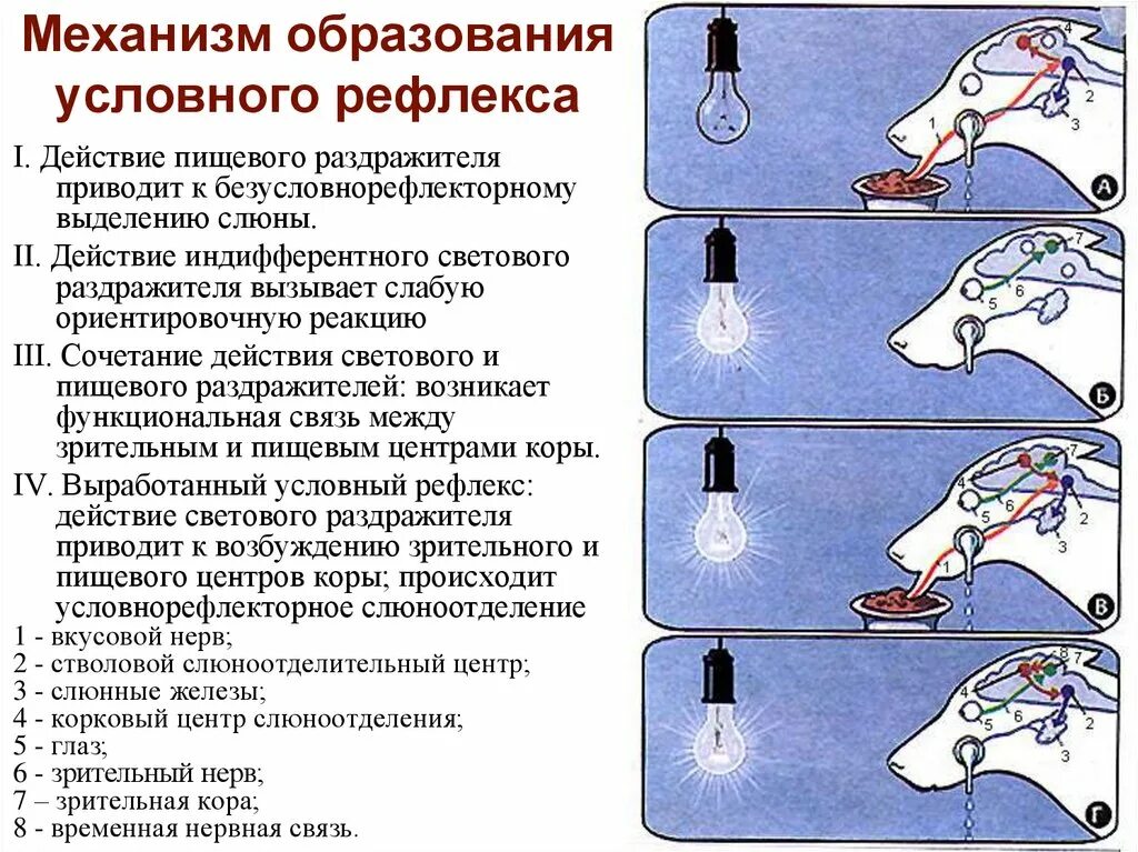 Что является примером условного рефлекса желание спать. Механизм условного рефлекса павлова. нейрохимические механизмы образования условных рефлексов. схема образования условного рефлекса. условные рефлексы образование условных рефлексов.