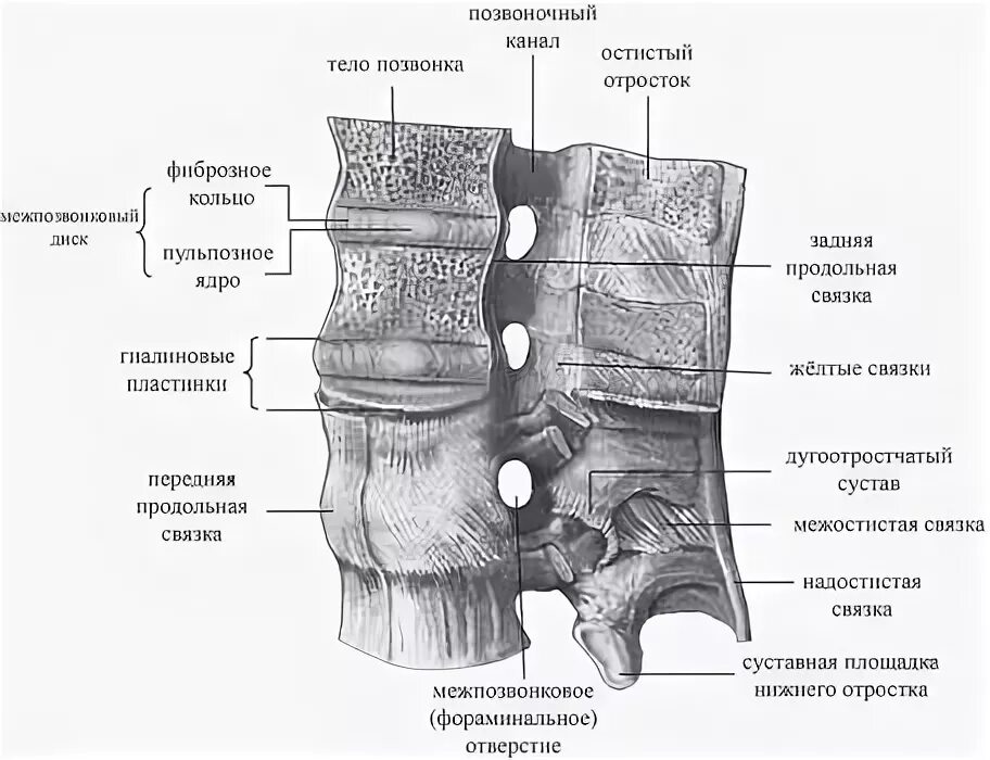 Типы соединения поясничного отдела