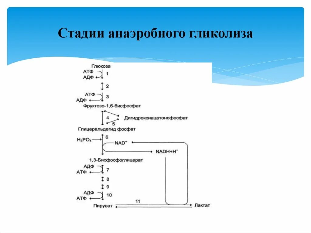 Образование атф гликолиз. Анаэробный гликолиз схема. Анаэробный гликолиз схема процесса. Схема анаэробного гликолиза биохимия. Аэробный гликолиз схема процесса.