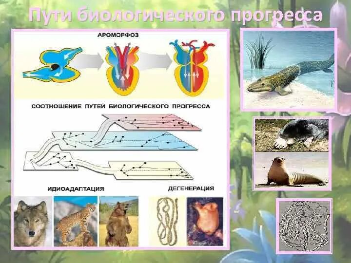 Примеры ароморфоза и дегенерации. Ароморфоз. Ароморфоз примеры у животных. Пути биологического прогресса ароморфоз. Ароморфозы и идиоадаптации у животных.