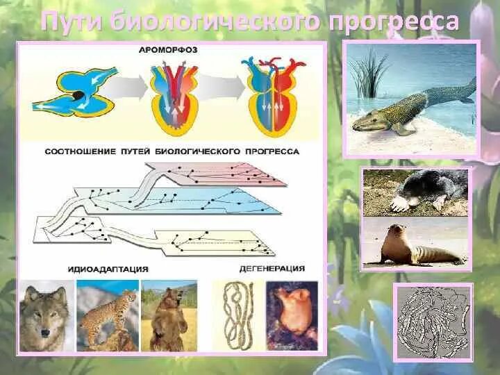 Биологический прогресс ароморфоз общая дегенерация и. Ароморфоз примеры у животных. Пути биологического прогресса ароморфоз. Ароморфозы и идиоадаптации у животных. Идиоадаптация у животных таблица.