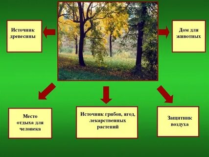 Природные сообщества 3 класс окружающий мир 21 век презентация