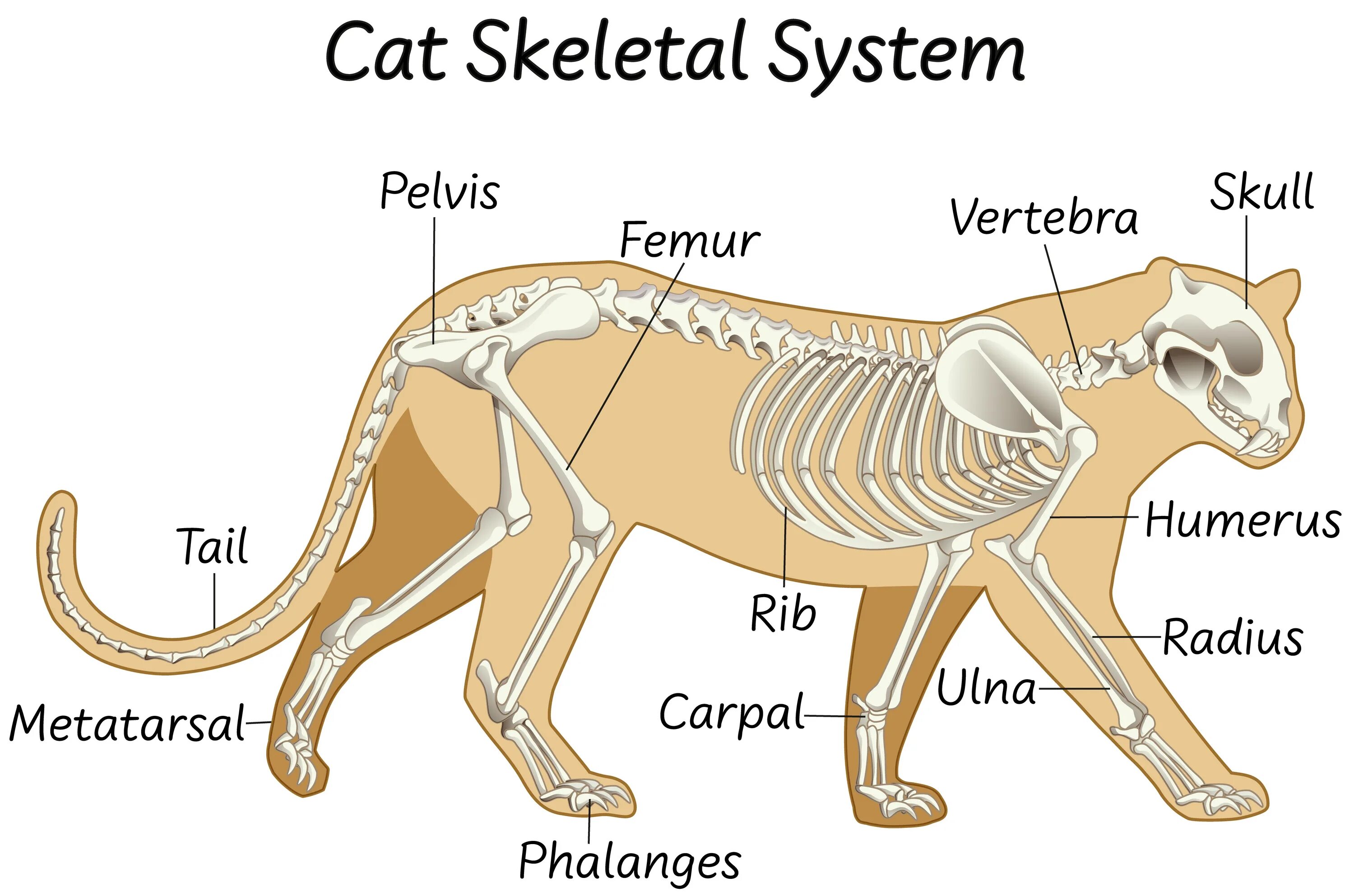 Bone bone cat