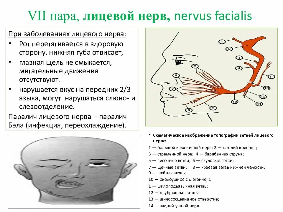 7 Пара лицевой нерв. 7 Пара лицевой нерв анатомия. Лицевой нерв- nervus Facialis. Лицевой нерв схема.