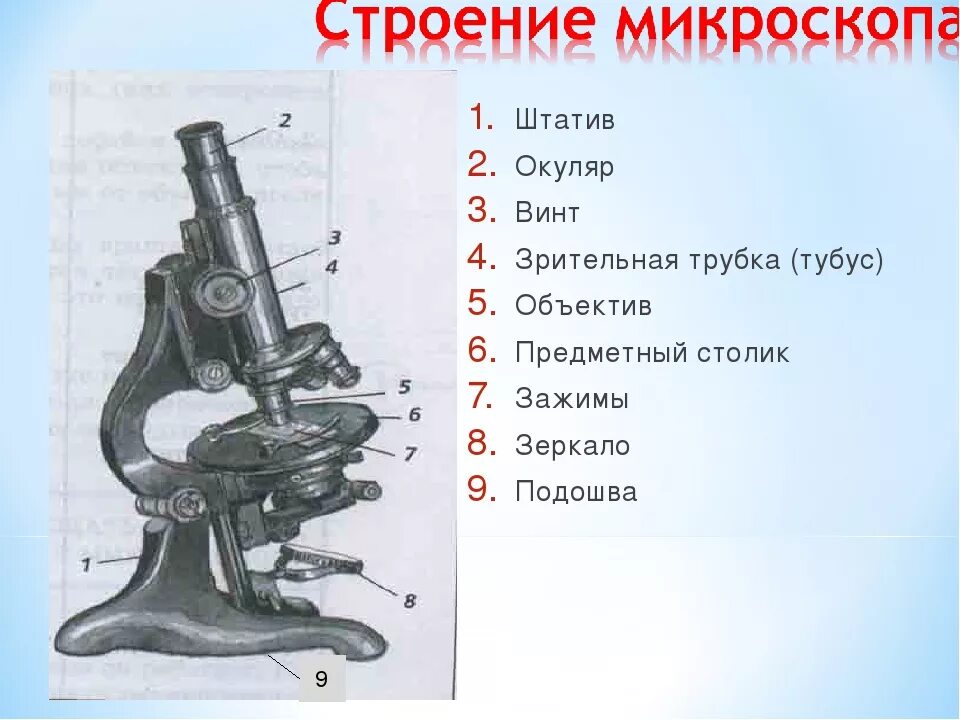 Какую часть выполняет тубус. Окуляр микроскопа строение микроскопа. Строение микроскопа винты. Строение окуляра микроскопа. Части микроскопа регулировочные винты.