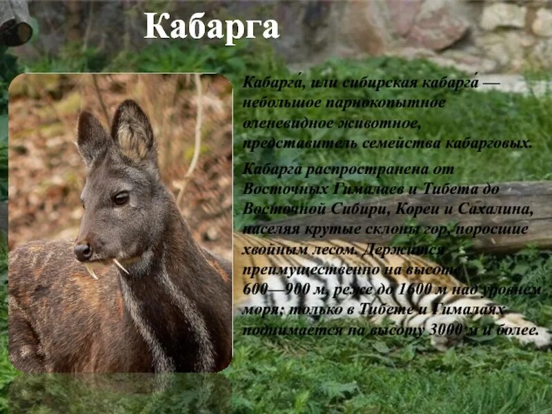 Кабарга описание: найдено 90 изображений